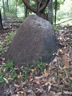Termite Mud Nest in yard